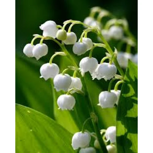 Convallaria white 